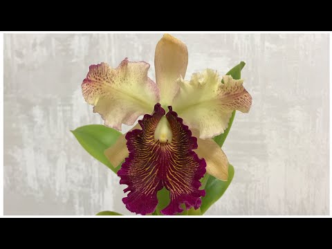 Видео: Cattleya dowiana 'Rosea' x SELF, или как вырастить и зацвести довиану!