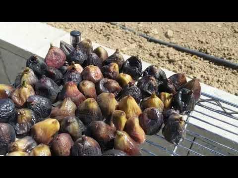 Видео: Турецкий способ сушки инжира. Dry figs...