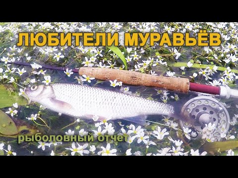 Видео: Рыболовный отчет. Любители муравьев. Ельцовая рыбалка на мушку "Муравей".