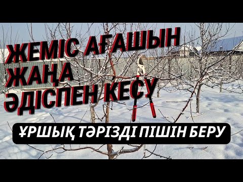 Видео: АЛМА АҒАШЫН ЖАҢАША ӘДІСПЕН КЕСУ, ұршық тәрізді пішіндеу