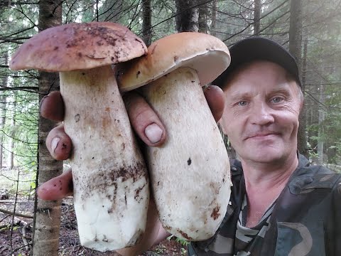 Видео: Хотите настоящий сбор белых грибов, тогда Вам сюда! Тихая охота 2023 года продолжается!