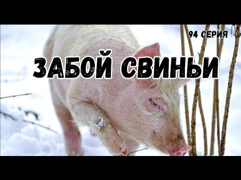 Видео: Миллион на свиньях.Забой свиньи.Обзор морозильного ларя и весов.Копченая свинина на продажу.
