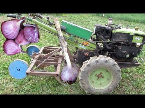 Видео: Копаем чеснок мотоблоком!