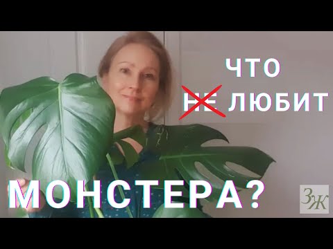 Видео: 🌿 Монстера: Уход в Домашних Условиях. Полив, Обрезка, Опоры #монстераделикатесная #комнатныерастения