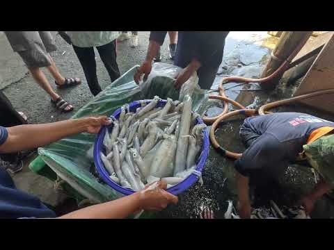 Видео: Паралич принятия решений! Мягкопанцирные кальмары, мальки кальмаров, гребешки, ленточные рыбы — с...