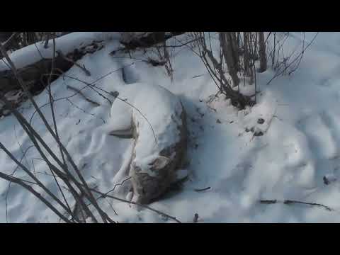 Видео: поймал двух волков (46го и  47го)