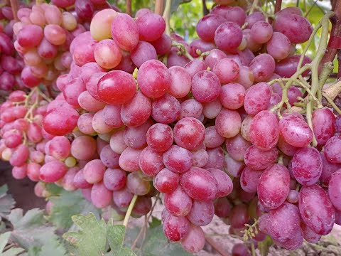 Видео: ПОСЛЕДНИЕ ГРОЗДИ И СИГНАЛКИ СЕЗОНА 2022! ТЕЛ.+79054033245, WhatsApp и Viber +79528500417.