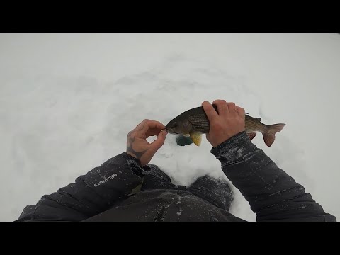 Видео: Рыбалка, трофейный хариус 2022