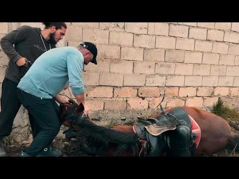 Видео: ЧП на конюшне🤦‍♂️