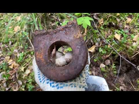 Видео: Металл из тайги. Мойдодыр в лесу.