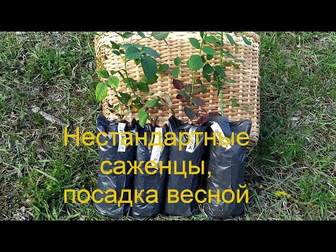 Видео: Посадка саженцев роз весной. Нестандартные  и вегетирующие саженцы роз