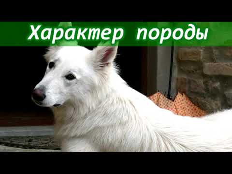 Видео: Белая швейцарская овчарка - описание породы собак