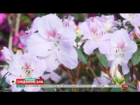 Видео: Как ухаживать за азалиями - Садоводство для чайников