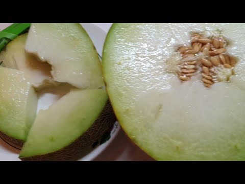 Видео: Дыня АЙКИДО F1. Сезон 2020