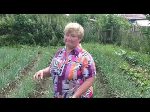 Видео: Обзор лука от подписчиков - сравнение сортов