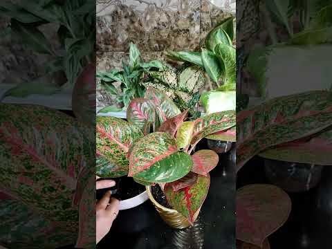 Видео: Aglaonema - Аглаонема!