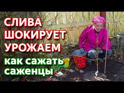 Видео: Как посадить сливу. Сажаем саженцы сливы.