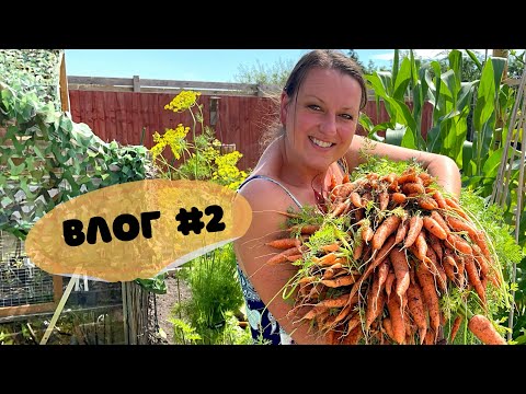 Видео: Влог #2 / огромный магазин тур / урожай сада и пару рецептов