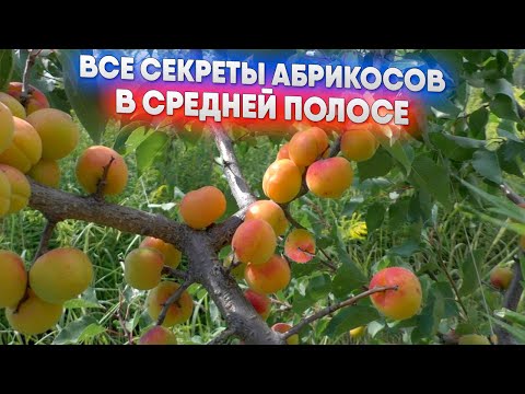Видео: Все секреты абрикосов в средней полосе