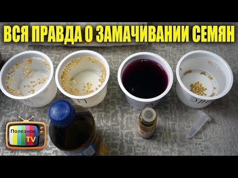 Видео: ВЫ ОБАЛДЕЕТЕ ОТ РЕЗУЛЬТАТА ЗАМАЧИВАНИЯ СЕМЯН В ЭПИНЕ, ПЕРЕКИСИ, МАРГАНЦОВКЕ И ВОДЕ