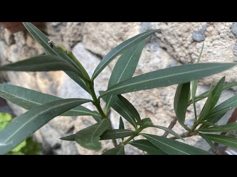 Видео: ОЛЕАНДР.  ПОСАДКА ЧЕРЕНКОВ С ИСТОРИЕЙ!