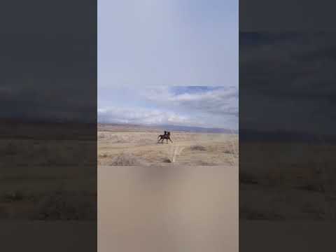 Видео: Чон-Туз. Аламан чабыш.