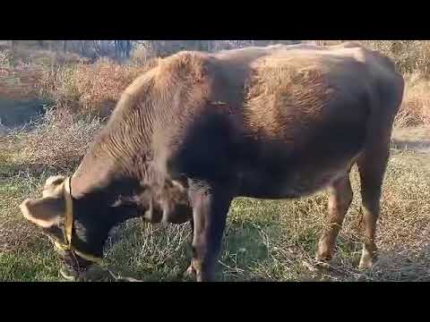 Видео: Токол бооз суттуу жоош арзан уй сатылат 555658111 