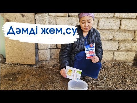 Видео: Vlog. Тауықтардың көңіл күйі жоқ.Тауықтарға ерекше жем,су бердім