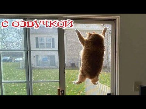 Видео: Приколы с котами! Самые смешные животные! С ОЗВУЧКОЙ! УГАРНЫЕ Смешные коты! Попробуй не засмеяться!