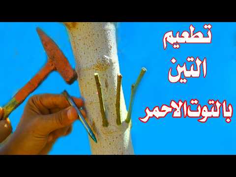 Видео: Интересно поделиться генеалогией, основанной на генеалогии Аль-Тейна.