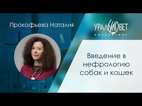 Видео: Введение в нефрологию собак и кошек. Прокофьева Наталия
