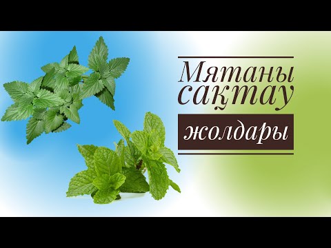 Видео: Мятаны ұзақ уақытқа, қысқа сақтау және кептіру әдісі!