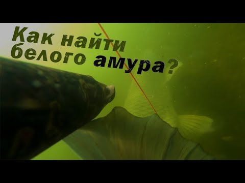 Видео: ВСЁ ПРО ПОДВОДНУЮ ОХОТУ НА БЕЛОГО АМУРА!!! СЕКРЕТЫ И ТАКТИКА ПОИСКА!!!