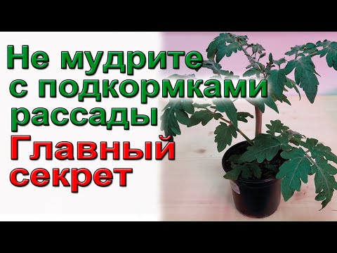 Видео: Не мудрите с подкормками рассады  Главный секрет фермеров