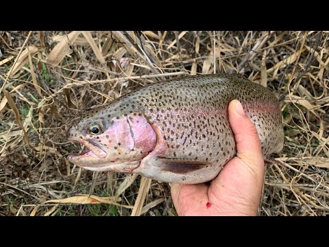 Видео: Իշխանի ձկնորսություն Հայաստանում 2021/Рыбалка на форель в Армении 2021