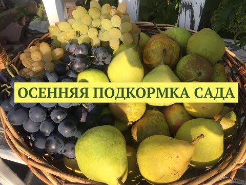 Видео: Осенняя подкормка сада. Заправляем грядки. Программа Дачные сезоны 15.09.18.
