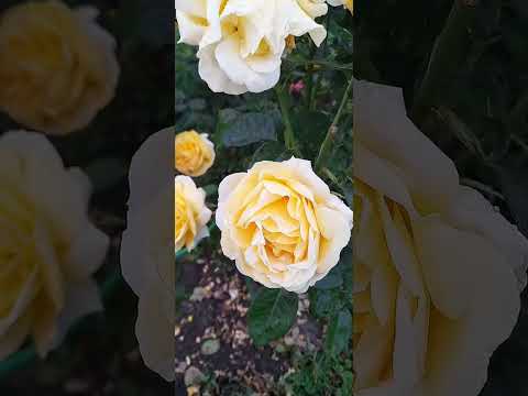 Видео: Рассвет,жизнь продолжается!