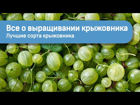 Видео: Всё о выращивании крыжовника. Лучшие сорта крыжовника