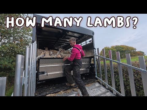 Видео: Первый выезд с новым прицепом LIVESTOCK.