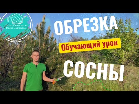 Видео: Обрезка сосны