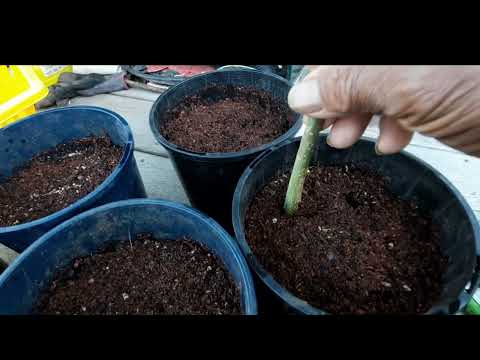 Видео: Как размножить хурму черенками