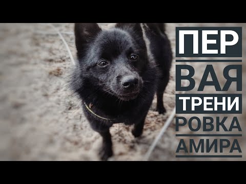 Видео: Гиперактивный Шипперке Амир/Первое занятие