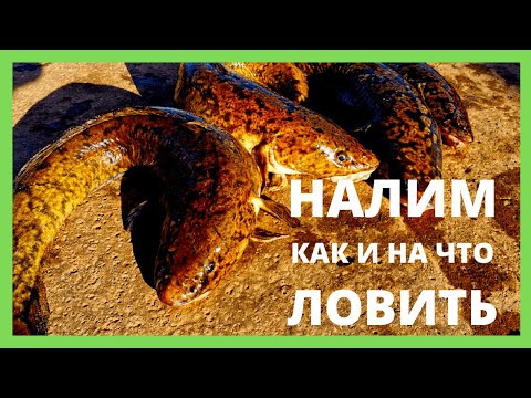 Видео: Как и на что ловить налима / Снасть для ловли налима / Донка на налима / Насадка на налима