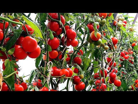 Видео: 10 ЛУЧШИХ РАННИХ УРОЖАЙНЫХ СОРТОВ ТОМАТОВ ДЛЯ ВЫРАЩИВАНИЯ В 2024 ГОДУ