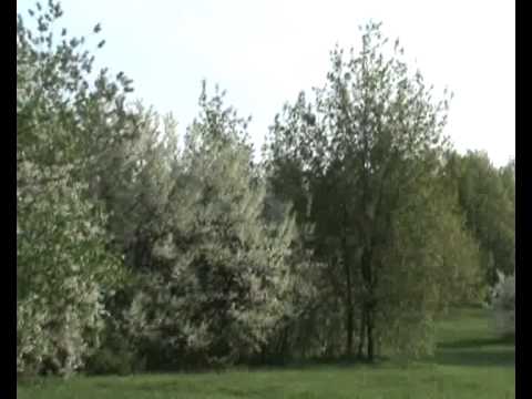 Видео: Нани Брегвадзе - А ты полюбишь.