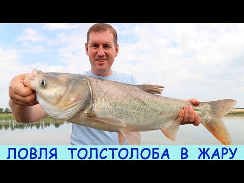 Видео: Ловля ТОЛСТОЛОБА в жару