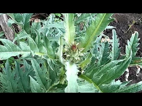 Видео: Выращивание артишока в Сибири, практический опыт.