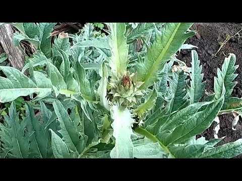 Видео: Выращивание артишока в Сибири, практический опыт.