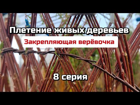 Видео: Тверская ива. Мастер класс "Плетение ивовых деревьев. Закрепляющая верёвочка."