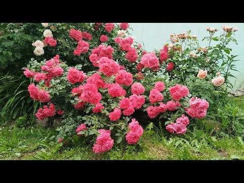 Видео: А не пойти ли, нам в гости- подумала я 🥰. И пошла 🤗. В саду у Натальи 🌹💞🌹